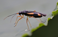 Dryophilocoris flavoquadrimaculatus