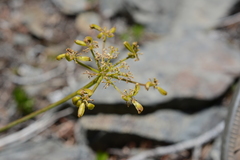 Lomatium brandegeei