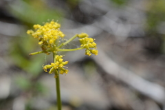 Lomatium brandegeei