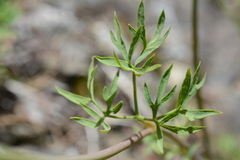 Lomatium brandegeei