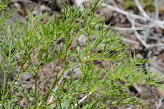 Lomatium brandegeei