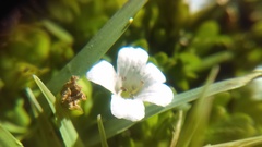 Bacopa
