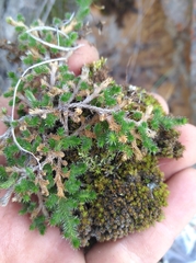 Selaginella caffrorum