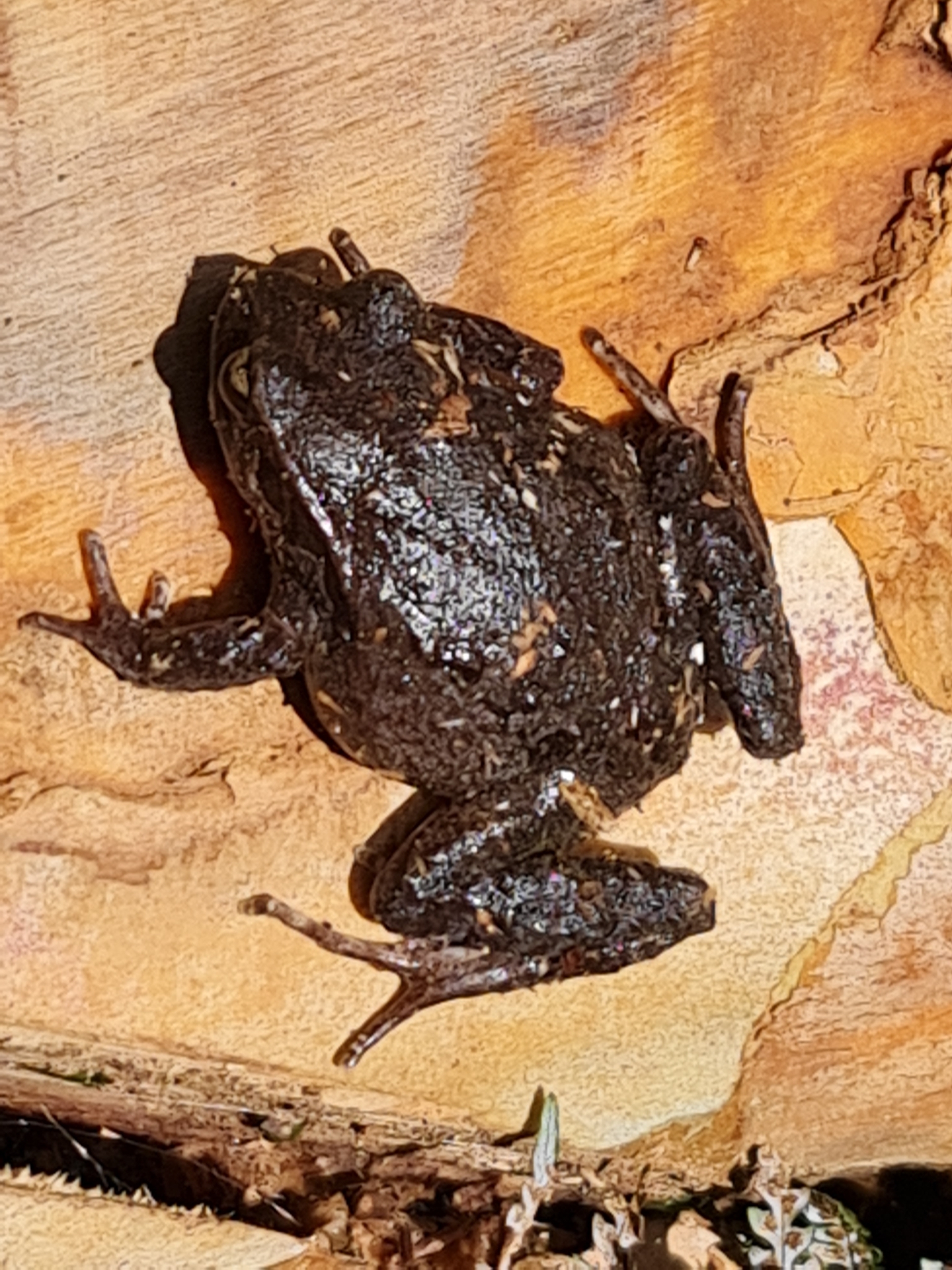 Eupsophus calcaratus (Günther, 1881)