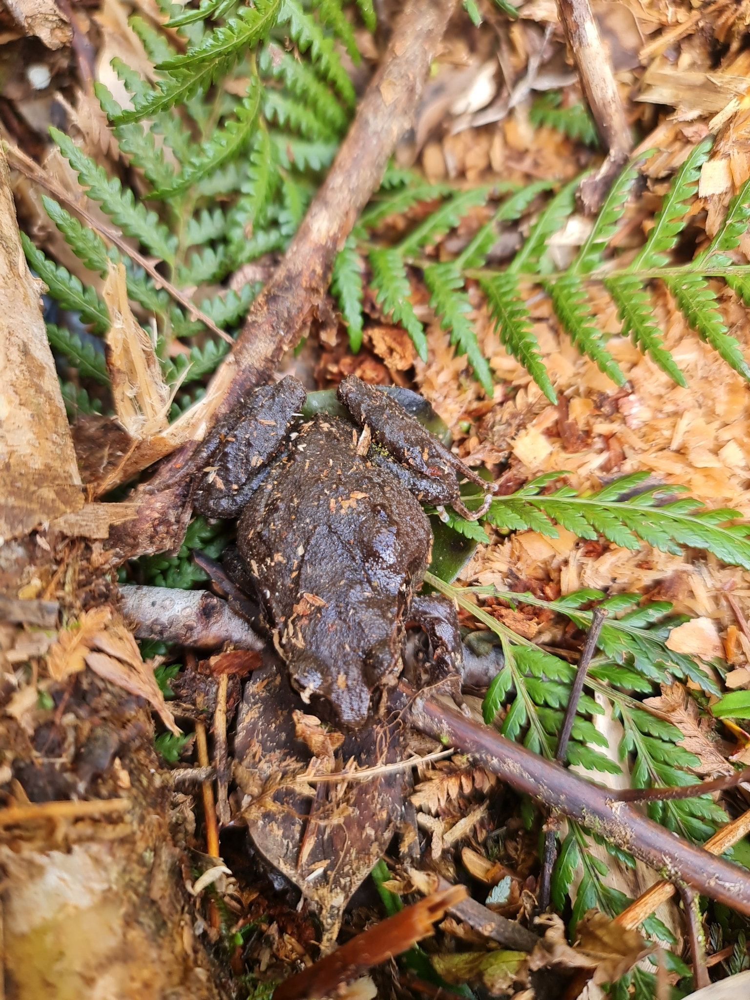 Eupsophus calcaratus (Günther, 1881)