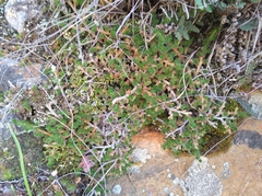 Selaginella caffrorum