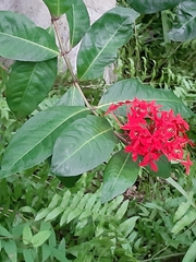 Ixora casei