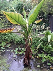 Typhonodorum lindleyanum