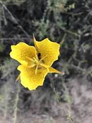 Calochortus weedii weedii