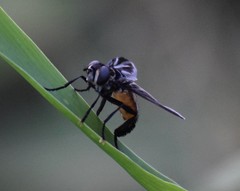 Trichopoda lanipes