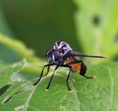 Trichopoda lanipes