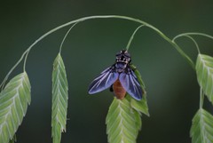 Trichopoda lanipes