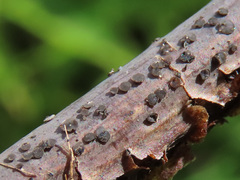 Pyrenopeziza carduorum