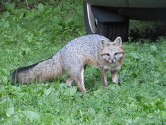Urocyon cinereoargenteus cinereoargenteus
