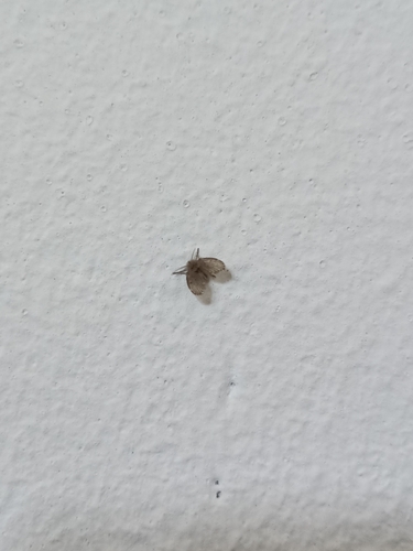 Bathroom Moth Fly