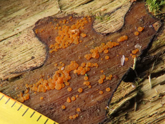 Orbilia xanthostigma