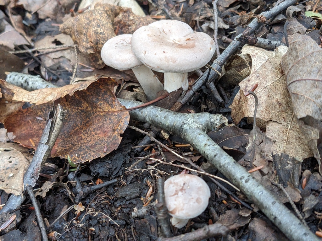 Lactarius sp. 'NH01'