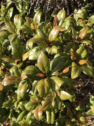 Bobea brevipes, 2024-09-15