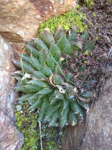 Haworthia mucronata