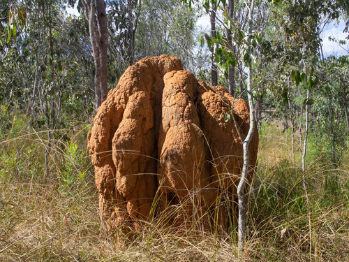 Spinifex Termite photo 3