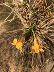Diplacus × australis