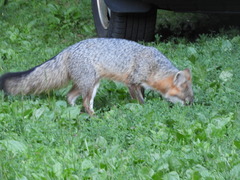 Urocyon cinereoargenteus cinereoargenteus