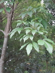 Crateva adansonii formosensis