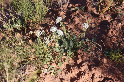 Image of Abronia elliptica by no rights reserved