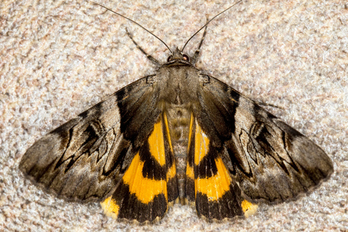 Catocala fulminea