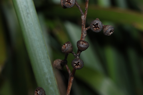 Image of Eucalyptus andrewsii by (c) Greg Tasney, some rights reserved (CC BY-SA)