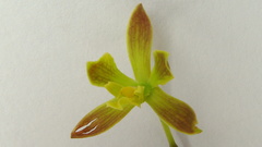 Encyclia