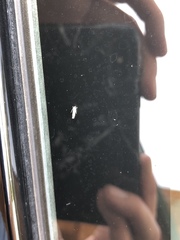 Phyllocnistis populiella