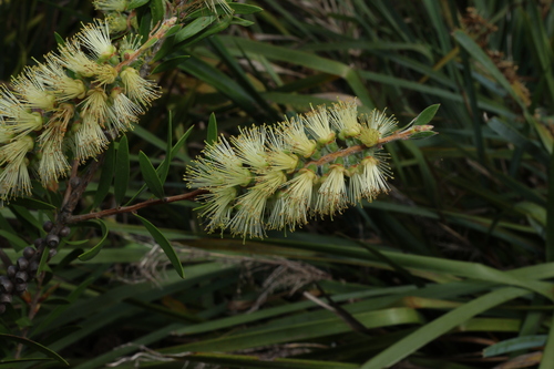 Callistemon flavovirens, 2024-10-20