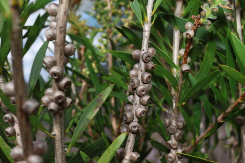 Image of Melaleuca flavovirens by (c) Greg Tasney, some rights reserved (CC BY-SA)