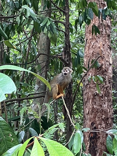 Collins' Squirrel Monkey
