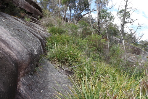 Image of Melaleuca flavovirens by (c) Greg Tasney, some rights reserved (CC BY-SA)