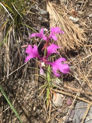 Clarkia pulchella