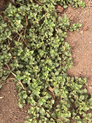 Acanthospermum australe observed 2024-09-15