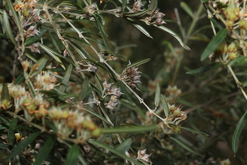 Image of Oxylobium arborescens by (c) Greg Tasney, some rights reserved (CC BY-SA)