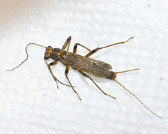 Systellognatha