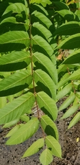 Ailanthus altissima
