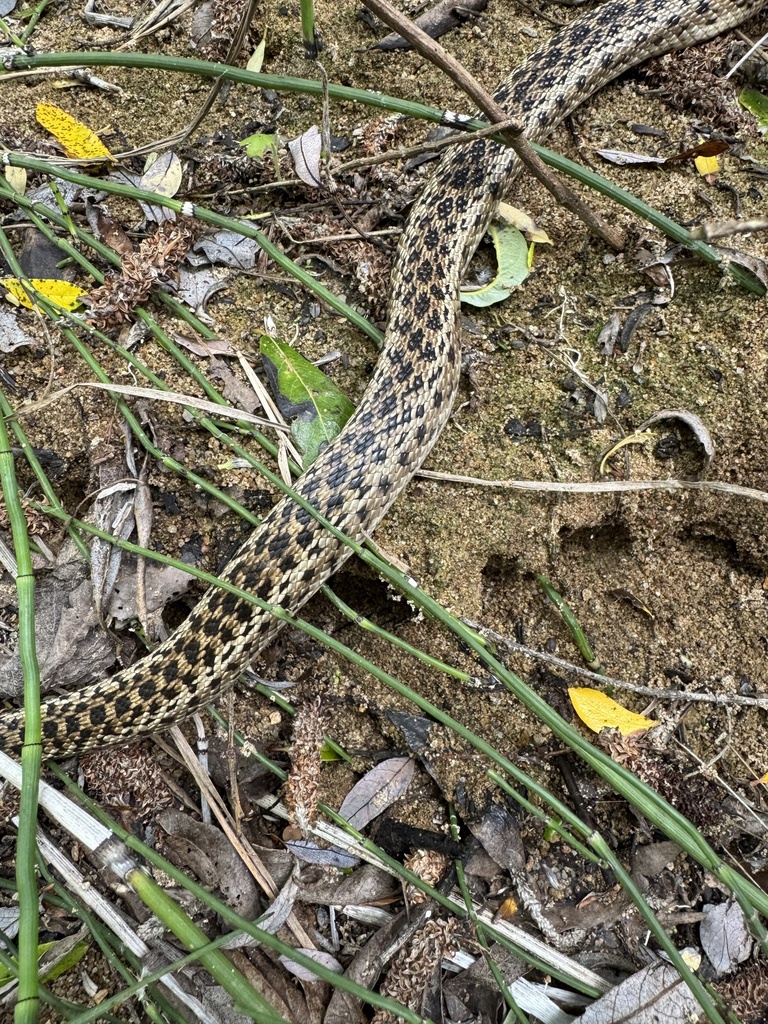 Santa Cruz Gopher Snake