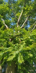 Ailanthus altissima
