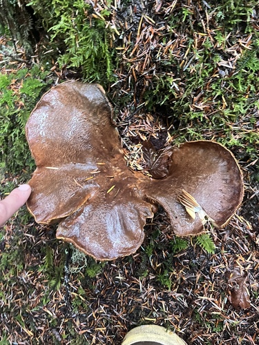 Owingsia PNW01 graham.jpg