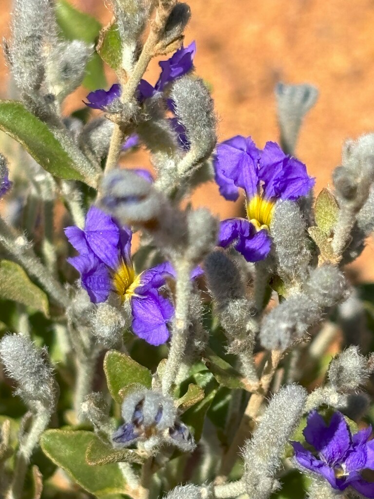 Dampiera roycei