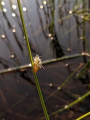 Schoenoplectus torreyi