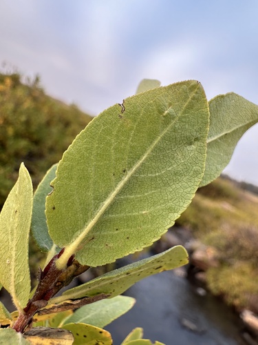Image of Salix arizonica by (c) Matt Berger, some rights reserved (CC BY)