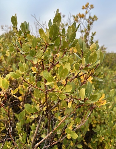 Image of Salix arizonica by (c) Matt Berger, some rights reserved (CC BY)