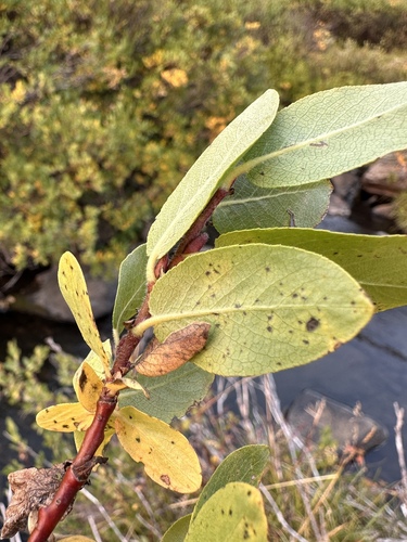 Image of Salix arizonica by (c) Matt Berger, some rights reserved (CC BY)