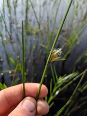 Schoenoplectus torreyi